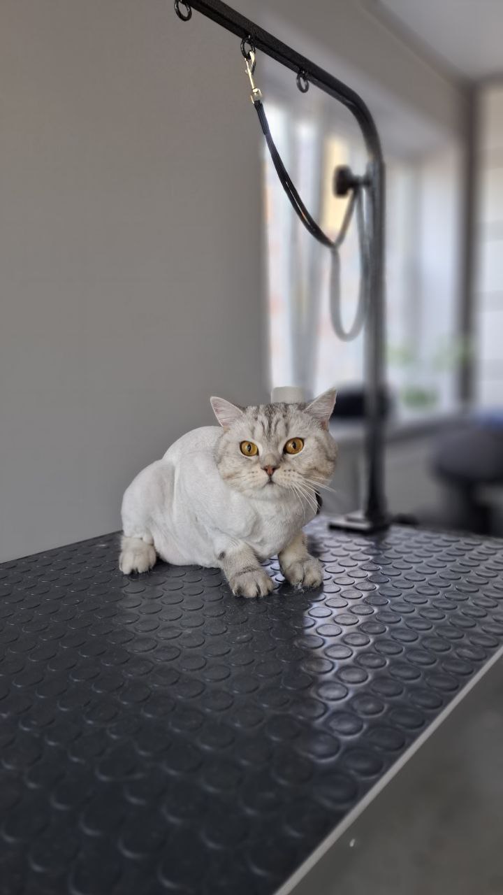Кошечка после груминга